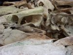skullstoo.jpg