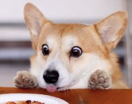 Corgi eyeballing a delicious plate of human food
