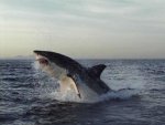 shark.jpg