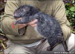 Rat, giant rous(sumatran).jpg