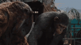 apes-together-strong-monkey.gif