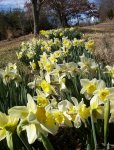 daffs.JPG
