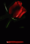 bleedingrose.gif