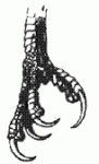 claw tattoo.GIF