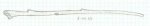 walkingstick.jpg