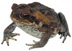giant frog.JPG