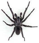 spider-goodpic.jpg