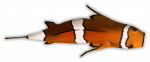 clown_fish_final.png