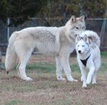 Wolf+Husky.jpg
