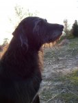 rileydoggus2small.jpg