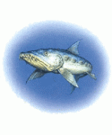 fishasca.gif