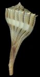 lightwhelk.jpg