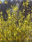 forsythiasmall.JPG