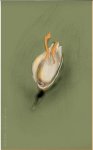duck-still-layered.jpg