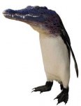 alipguin.jpg