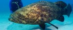 GTY_grouper_jtm_140821_12x5_1600.jpg