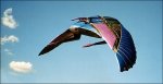 Death glider.jpg