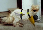 pirate-kitty3.jpg