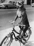 bike.jpg
