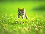 hoverkitty.jpg