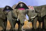 elephant-p.jpg