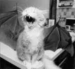 f123814catbat.jpg
