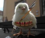 110-chick.jpg