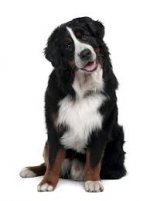 cute dog twisted head.jpg