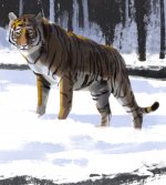 Tiger.jpg