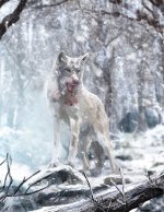 Wolf.jpg