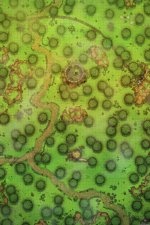 Kingdom-Forest-Roads-Vol2-Gridded-52x78-MapPublic.jpg
