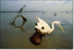 birdmask.JPG