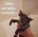 kitty%20hates%20us.jpg