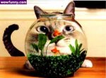 fishbowl.jpg