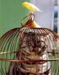 caged-cat-and-canary.jpg