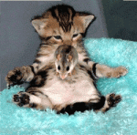 cat-kitten-mouse-bounce.gif