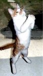 praying-cat-2.jpg