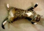 neo-tabby-tummy.jpg