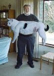 animaux_01.jpg