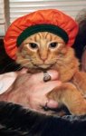 pumpkin_cat.jpg