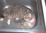 in_sink.jpg