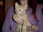 Kitten 2.JPG