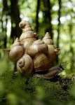 multi-snail.jpg
