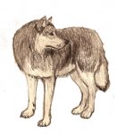 Wolf.jpg