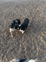 IMG_2208.jpeg