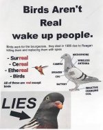 birds aren't real.jpg