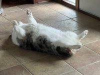IMG_2431.jpeg