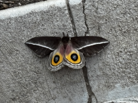 IMG_0687.png