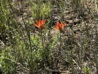 IMG_0701.JPEG