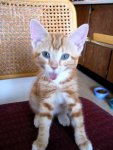 sticking out his tongue-resize.jpg